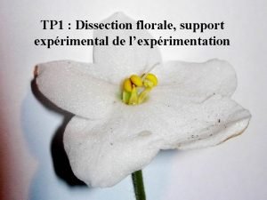 Dissection d une fleur