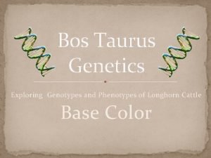 Bos Taurus Genetics Exploring Genotypes and Phenotypes of