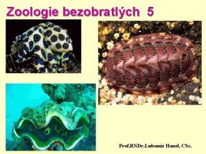 Zoologie bezobratlch 5 Prof RNDr Lubomr Hanel CSc
