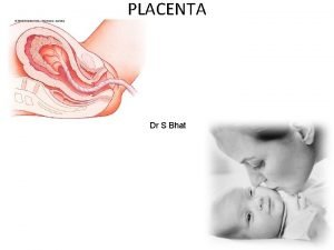 Placental cotyledon
