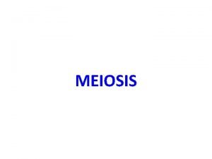 Metaphase 1 meiosis