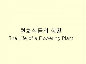 CHAPTER 28 The Life of a Flowering Plant