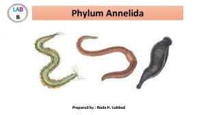 Phylum Annelida Prepared by Nada H Lubbad v