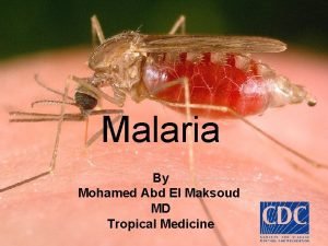 Malaria By Mohamed Abd El Maksoud MD Tropical