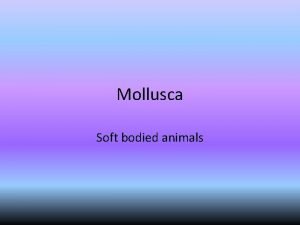 Mollusca Soft bodied animals Mollusca General Info 150