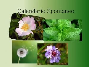 Calendario Spontaneo AGLI E PORRI SELVATICI LAIL ET