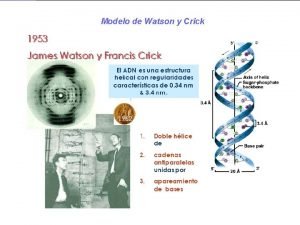 Modelo de Watson y Crick Ciclo celular Mitosis