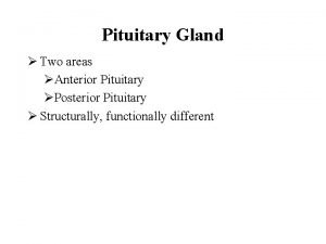 Pituitary Gland Two areas Anterior Pituitary Posterior Pituitary