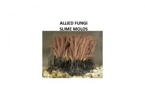 General characteristics of allied fungi