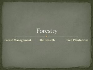 Forestry Forest Management Old Growth Tree Plantations FORESTS