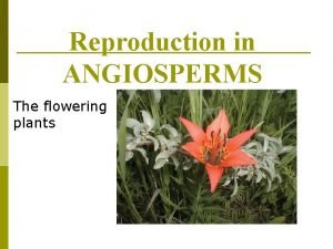 Reproduction in ANGIOSPERMS The flowering plants Overview of