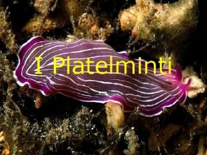 I Platelminti Informazioni Generali Il nome del phylum