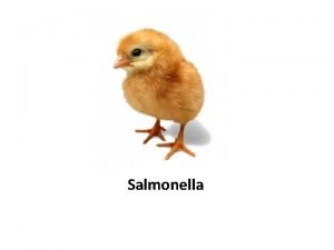Salmonella Wat is Salmonella Salmonella is een bacterie
