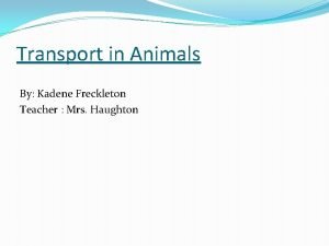 Transport in Animals By Kadene Freckleton Teacher Mrs