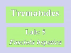 Trematodes Lab 5 Fasciola hepatica Adult worm in