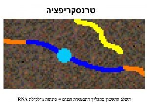 Some nomenclature conventions RNAP RNA DNA Similarities and