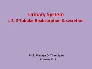 Urinary System L 2 3 Tubular Reabsorption secretion