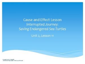 Cause and effect sea turtles