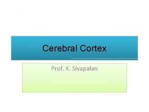 Cerebral Cortex Prof K Sivapalan Lobes of Cerebrum