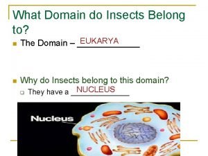 Domain of millipede