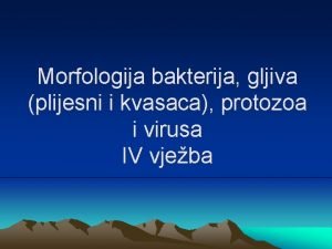 Morfologija bakterija