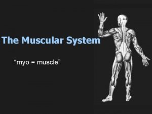 Major muscles