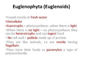 Euglenophyta (euglenoids)