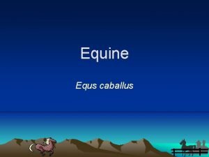 Equine Equs caballus My relatives The name Perissodactyla