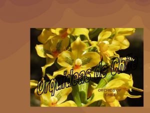 ORCHIDS OF CHILE Las orqudeas chilenas forman parte