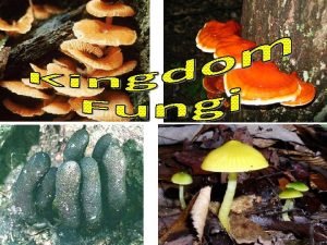 Fungi photosynthesis