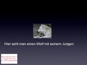 Hier seht man einen Wolf mit seinem Jungen