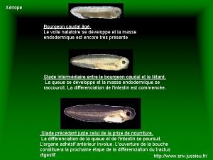 Bourgeon caudal