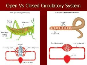 Open circulatory system vs closed