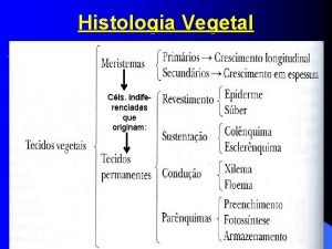 Histologia Vegetal Cls indiferenciadas que originam 25022021 1