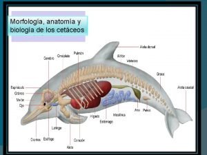 Morfologa anatoma y biologa de los cetceos El