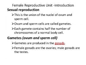 Female reproductive system