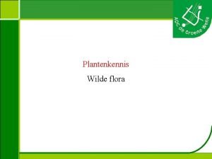 Plantenkennis Wilde flora Plantenkennis Achillea millefolium duizendblad Hoogte