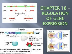 CHAPTER 18 REGULATION OF GENE EXPRESSION Regulating PROKARYOTIC