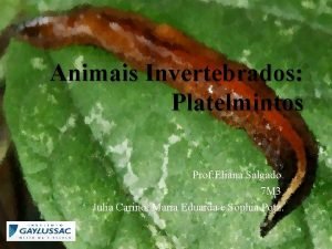 Animais Invertebrados Platelmintos Prof Eliana Salgado 7 M