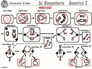 Zigotene