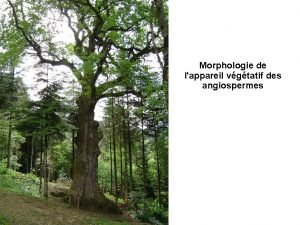 Morphologie de lappareil vgtatif des angiospermes Erable sycomore