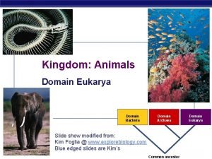 Kingdom Animals Domain Eukarya Domain Bacteria AP Biology