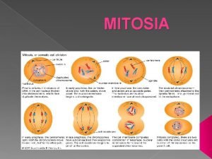 Ardatz mitotikoa