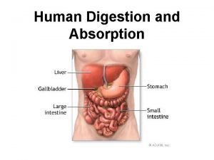 Large intestines absorb