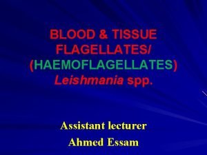 BLOOD TISSUE FLAGELLATES HAEMOFLAGELLATES Leishmania spp Assistant lecturer