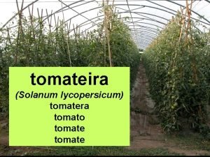 tomateira Solanum lycopersicum tomatera tomato tomate CLASE Anxiospermas