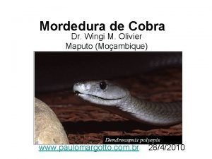 Cobra cuspideira de moçambique