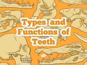 Functions of the incisor teeth