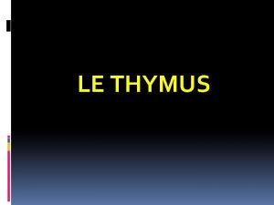 Coupe histologique thymus