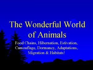 The Wonderful World of Animals Food Chains Hibernation